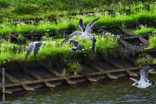 川を低空で飛ぶウミネコ