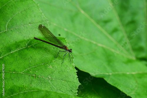 ニホンカワトンボのメス