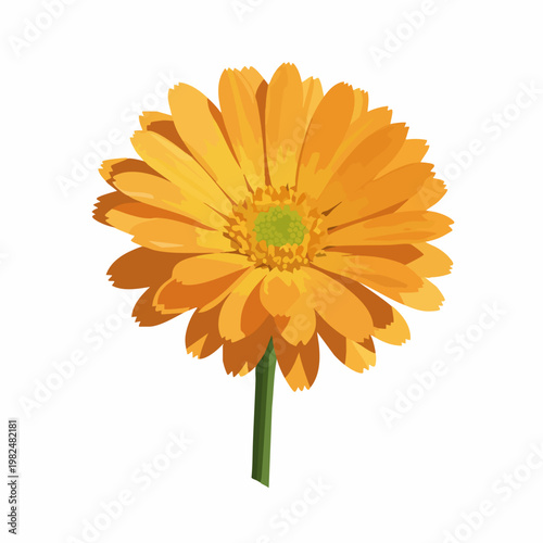 Watercolor Detailed Gerbera Daisy Blossom on Stem Floral Illustration