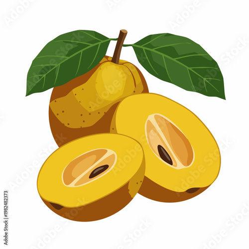 Flat Handdrawn Sapodilla Detailed Illustration Fresh Organic Fruit Isolated