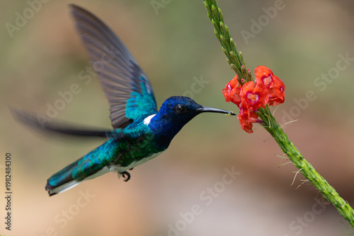 Fotografie White necked Jacobin hovering around flower
