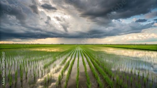 Dramatic Sky Reflecting in Lush Rice Fields During Sunset