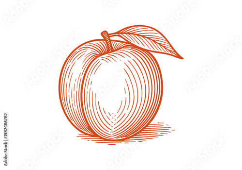 Organic Apricot Fruit Hand Drawn Sketch, Vintage Botanical Vector Illustration Isolated