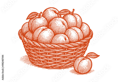 Organic Apricot Fruit Hand Drawn Sketch, Artisan Culinary Vector Illustration Isolated