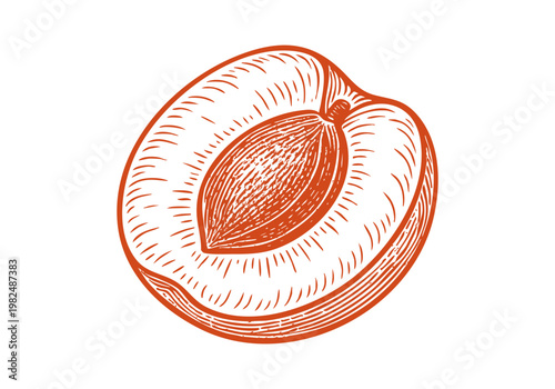 Organic Apricot Fruit Hand Drawn Sketch, Vintage Botanical Vector Illustration Isolated