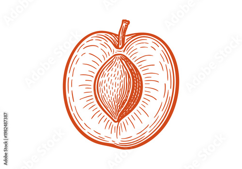 Organic Apricot Fruit Hand Drawn Sketch, Vintage Botanical Vector Illustration Isolated