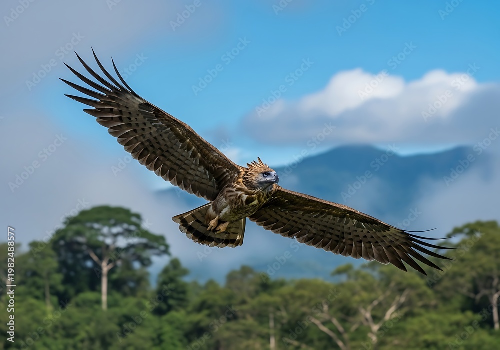 Fototapeta premium Majestic Philippine Eagle Soaring Above Lush Green Forest Canopy.