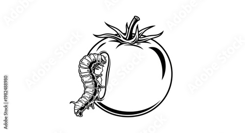 Caterpillar Eating a Ripe Tomato Illustration.