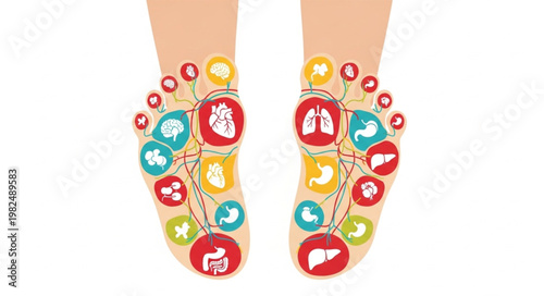 Reflexology Foot Chart Showing Organ Acupressure Points.