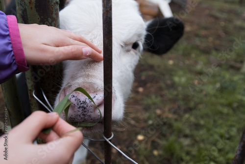 Cow (Bos taurus). Baby hands stroking black and white calf and feeding it green grass through old metal fence on farm.