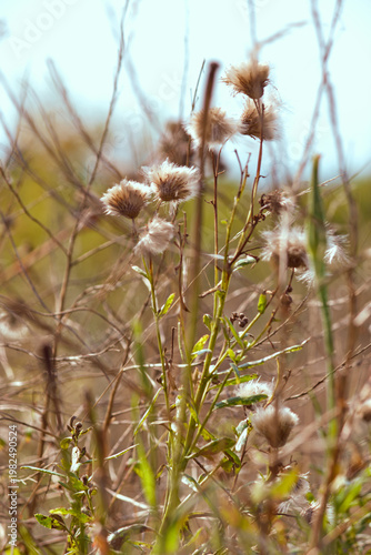 Thistle (Cirsium). Weed stems with dry fluffy seeds on a blurred background of green and brown grass on a sunny day.