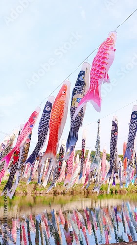 川の上に飾られた無数の鯉のぼりと春の青空（端午の節句）