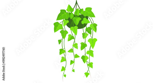 Hanging Pothos Plant in Pot - Green Vine Leaves Isolated on White Background