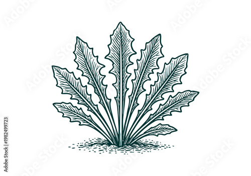 Dandelion Greens Hand Drawn Sketch, Wild Foraged Plant Vector Illustration Isolated