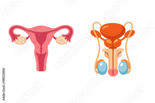 Detailed Flat Vector Illustration of Human Female and Male Reproductive Systems Featuring Uterus Ovaries Fallopian Tubes Testes Prostate and Bladder for Medical Education Anatomy and Healthcare