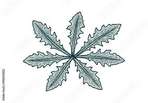 Dandelion Greens Hand Drawn Sketch, Wild Foraged Plant Vector Illustration Isolated