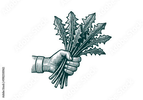 Dandelion Greens Hand Drawn Sketch, Wild Foraged Plant Vector Illustration Isolated