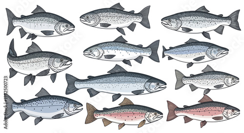 Atlantic salmon and rainbow trout fish species illustration set.