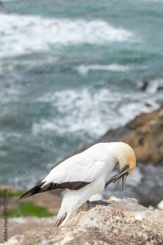 Gannet preening on coastal cliff with ocean background