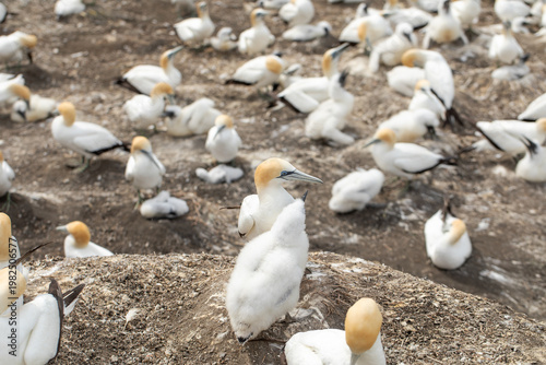 Gannet chick with parent in coastal bird colony
