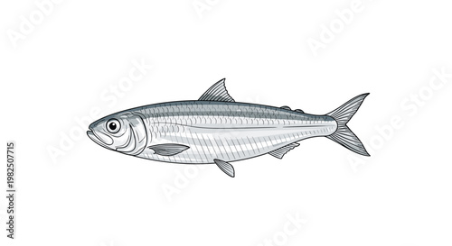 A detailed scientific illustration showcases a slender silver Herring fish with a prominent lateral line and a deeply forked tail on a white background.