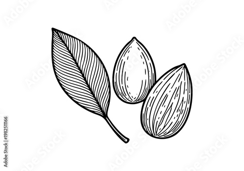 Fresh Green Almond Hand Drawn Sketch, Raw Nut Botanical Vector Illustration Isolated