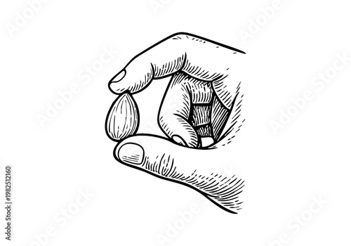 Fresh Green Almond Hand Drawn Sketch, Raw Nut Botanical Vector Illustration Isolated