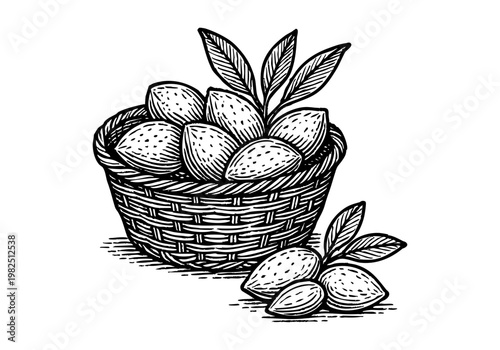 Fresh Green Almond Hand Drawn Sketch, Raw Nut Botanical Vector Illustration Isolated