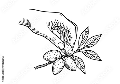 Fresh Green Almond Hand Drawn Sketch, Raw Nut Botanical Vector Illustration Isolated