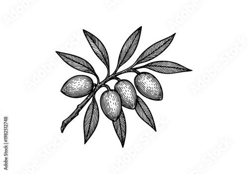 Fresh Green Almond Hand Drawn Sketch, Raw Nut Botanical Vector Illustration Isolated