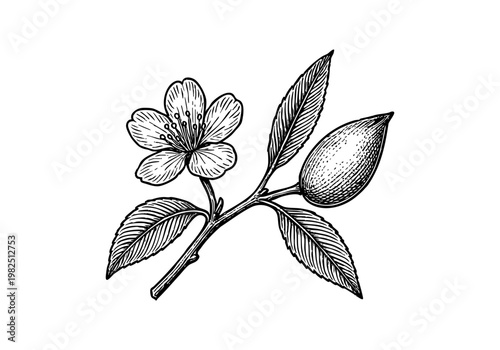 Fresh Green Almond Hand Drawn Sketch, Raw Nut Botanical Vector Illustration Isolated