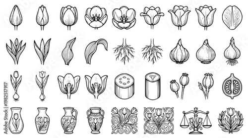 Tulip flower and bulb vector graphic illustration set
