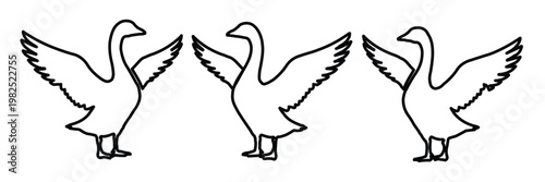 Minimalist goose line art vector set, three white geese with open wings in outline style, simple farm animal silhouettes for rustic branding