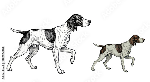 Two Pointer Dogs, One Sketch, One Colored, Walking