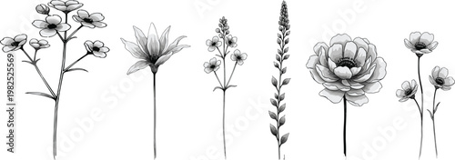 Hand drawn wildflower set vector illustration with delicate stems and blossoms black and white botanical floral elements collection design
