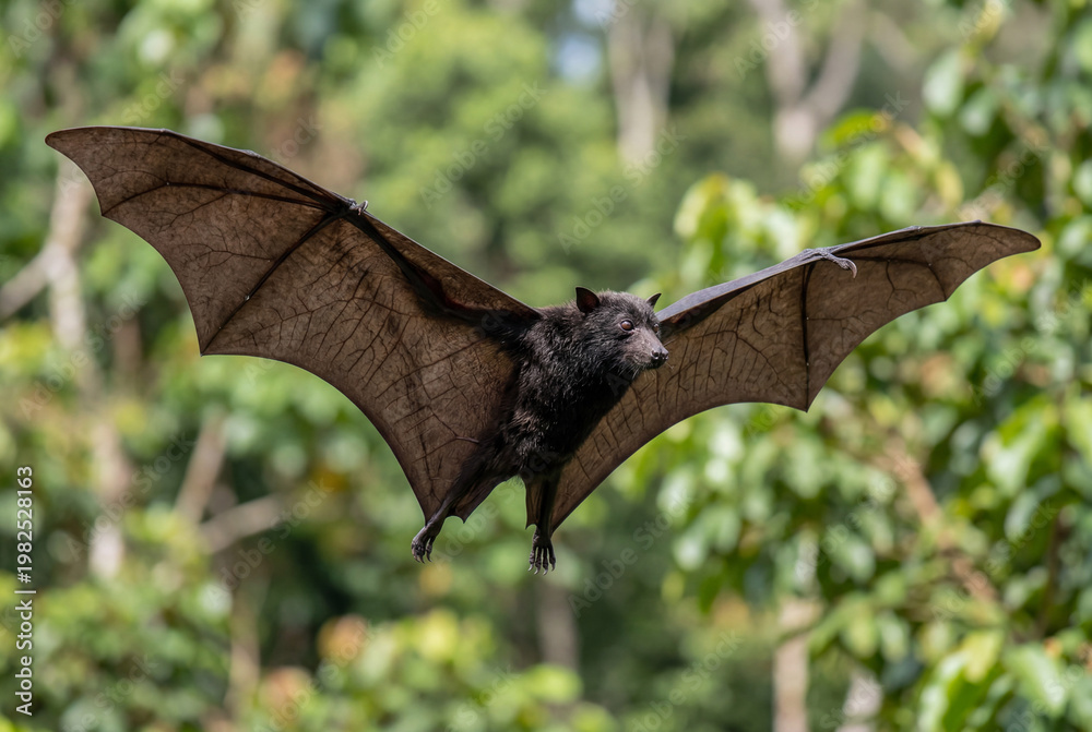 Fototapeta premium Black flying fox fruit bat in flight with extended wings