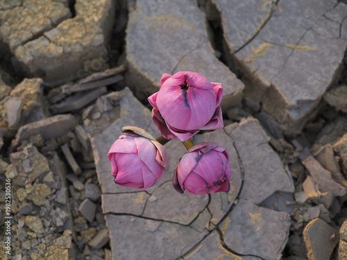 Konstfotografi Pink lotus flower on dry cracked earth. Global warming concept.