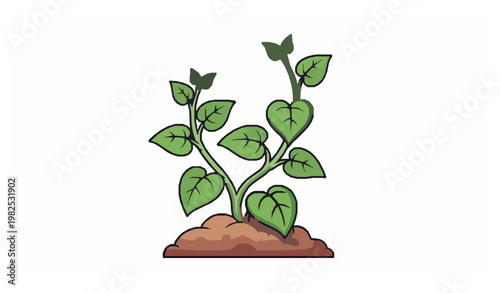 Basella alba Malabar spinach plant growing in soil vector