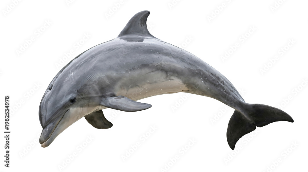 Fototapeta premium dolphin swimming isolated on transparent background