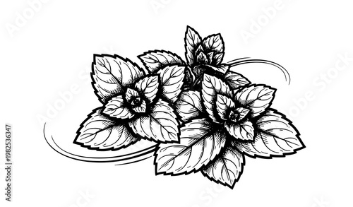 Hand drawn mint vector retro engraving herb botanical illustration