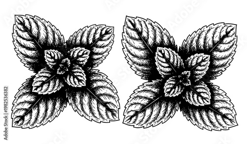 Mint leaves vector illustration retro ink sketch botanical herb