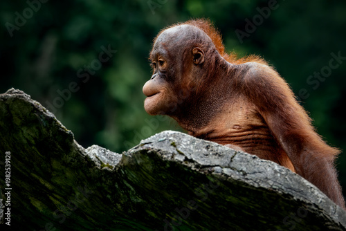 Portrait of the Baby Sumatran Orangutan 
