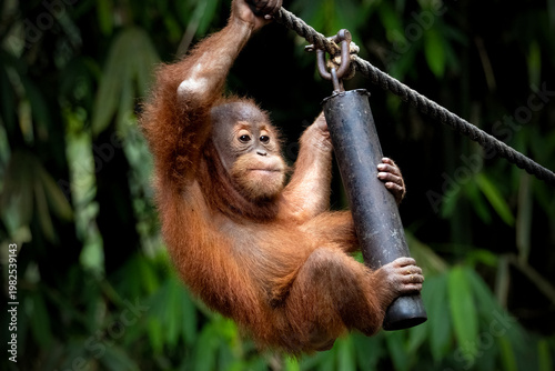 Portrait of the Baby Sumatran Orangutan 
