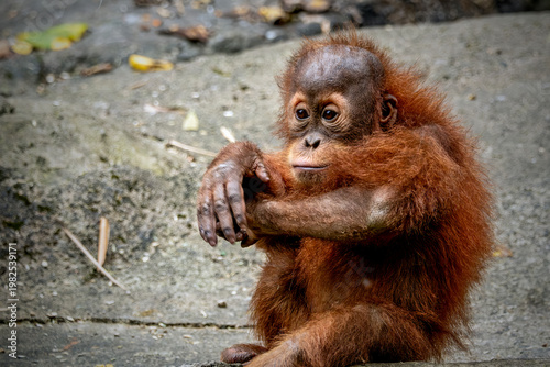 Portrait of the Baby Sumatran Orangutan 
