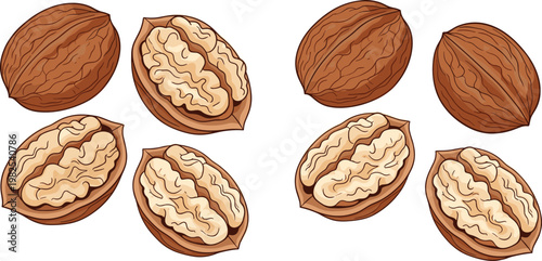 Walnut Whole and Cracked Illustration Set with Detailed Shell and Kernel Pieces for Healthy Food Ingredient Design and Nutrition Concept