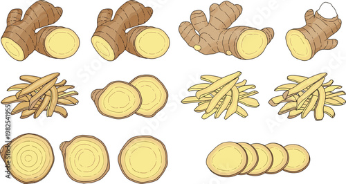 Ginger Root Whole and Sliced Illustration Set with Fresh Organic Spice Pieces for Cooking Herbal Medicine and Food Ingredient Design