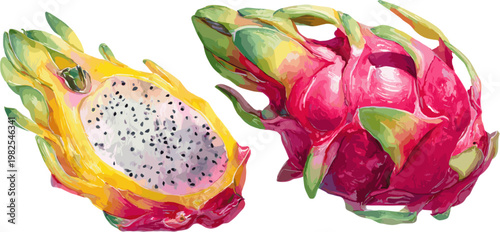 Watercolor dragon fruit set, halved and whole isolated on white background, vector illustration