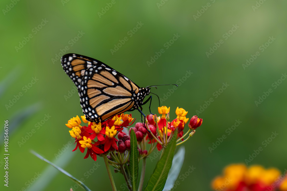 Obraz premium butterfly on flower