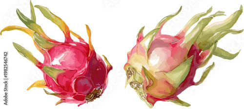 Dragon fruits, vector illustration, white background, in two different poses 
