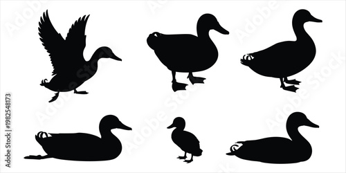 Silhouette Collection Of Ducks In Various Poses On White Background bird birds